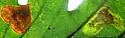 Solitary Oak Leafminer - Hodges#0823 - photo 2