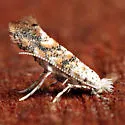 Solitary Oak Leafminer - Hodges#0823 - photo 3