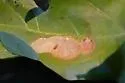 Solitary Oak Leafminer - Hodges#0823 - photo 5