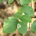Cameraria hamameliella - Hodges#0824