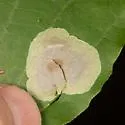 Cameraria hamameliella - Hodges#0824 - photo 2