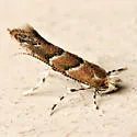 Cameraria lentella - Hodges#0825 - photo 2