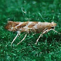 Cameraria macrocarpae - Hodges#0827 - Cameraria macrocarpae