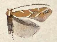 Cameraria mediodorsella - Hodges#0829