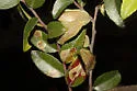 Cameraria nemoris - Hodges#0830