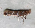 Cameraria nemoris - Hodges#0830 - photo 4