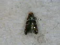 Cameraria obstrictella - Hodges#0831 - photo 2