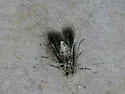 Cameraria obstrictella - Hodges#0831 - photo 4