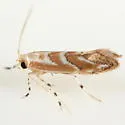 Cameraria saccharella - Hodges#0836 - photo 3