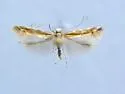 Cameraria serpentinensis - Hodges#0836.3