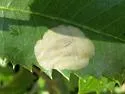 Cameraria shenaniganensis - Hodges#0836.4 - photo 2