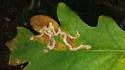 Cameraria tubiferella - Hodges#0838 - Cameraria tubiferella