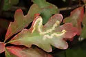 Cameraria tubiferella - Hodges#0838 - photo 4