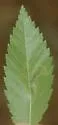 Cameraria ulmella - Hodges#0839 - photo 4