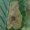 Cameraria ulmella - Hodges#0839 - photo 5