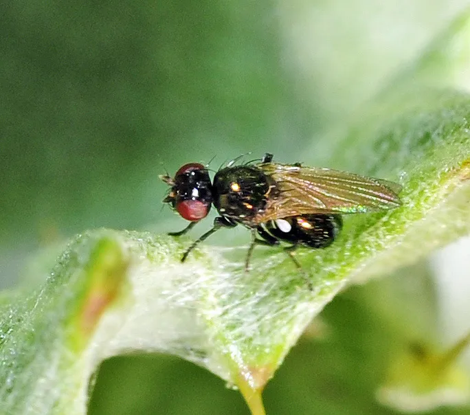 Camilla acutipennis - photo 2