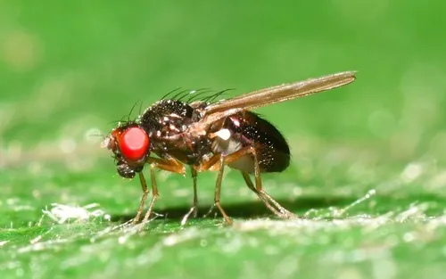 Camilla flavicauda