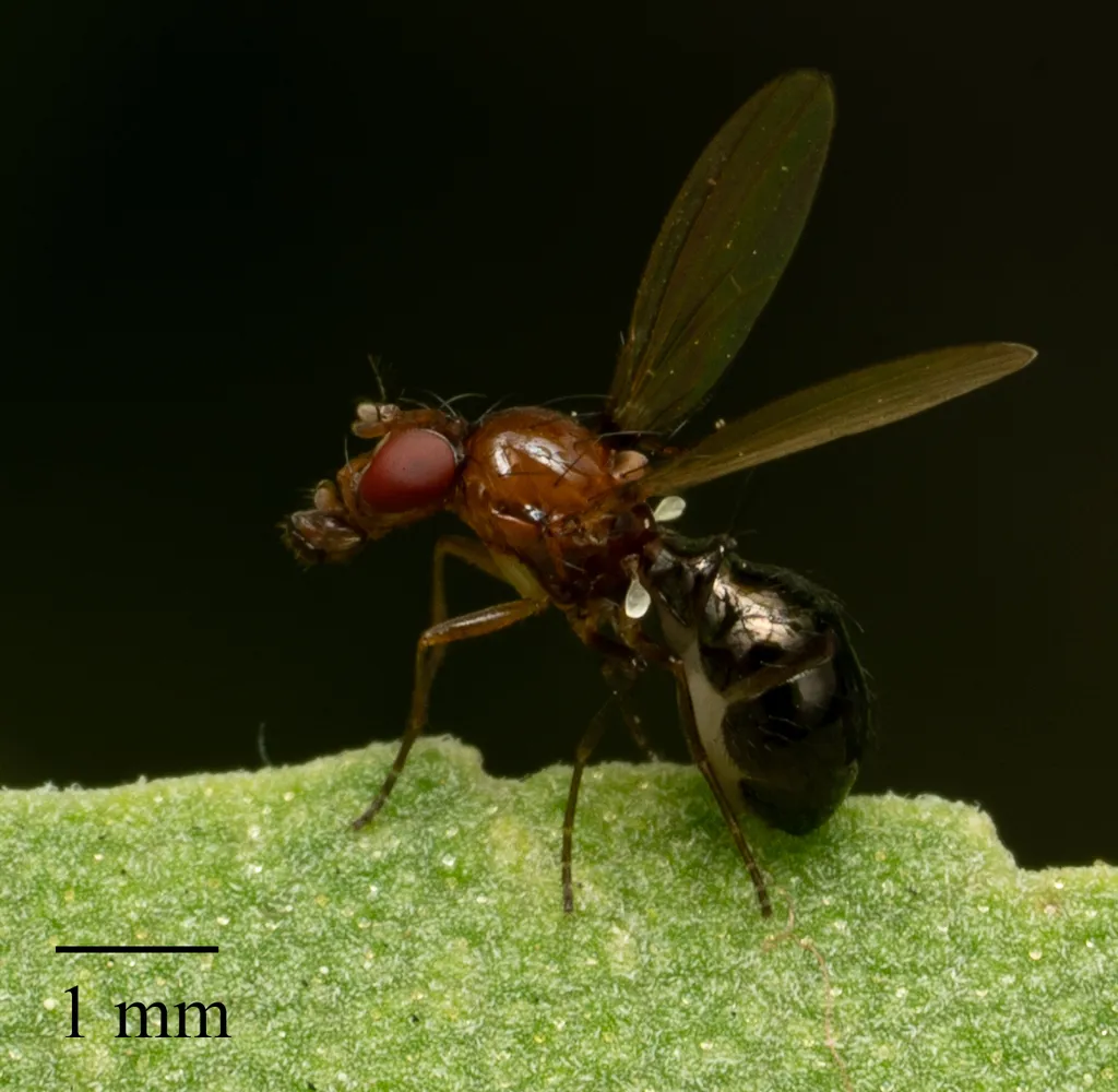 Camillidae - photo 2