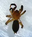 Camillina pulchra