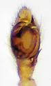 Camillina pulchra - photo 4