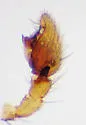 Camillina pulchra - photo 5