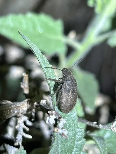 Camirus moestus