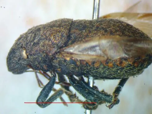 Camirus moestus - photo 2