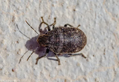 Camirus moestus - photo 3
