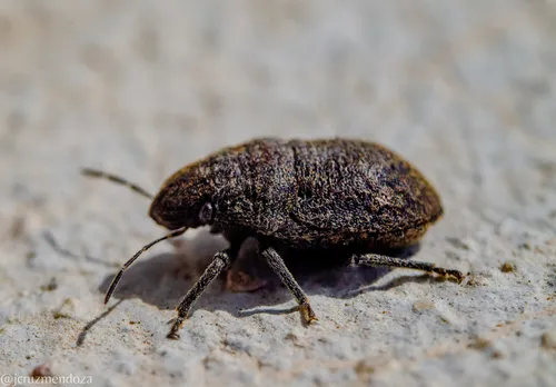 Camirus moestus - photo 4