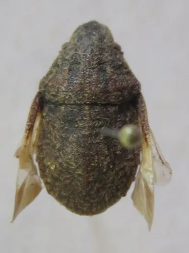 Camirus moestus - photo 5