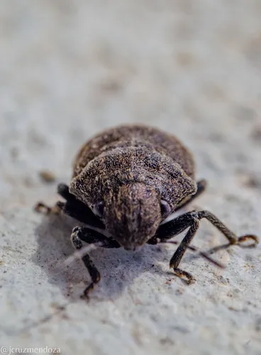Camirus moestus - photo 6