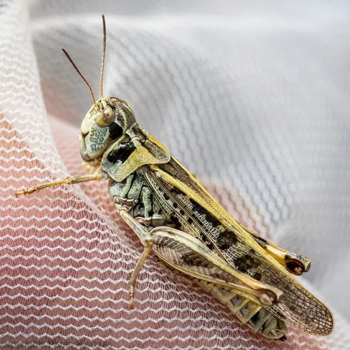 Clear-winged Grasshopper - Camnula pellucida