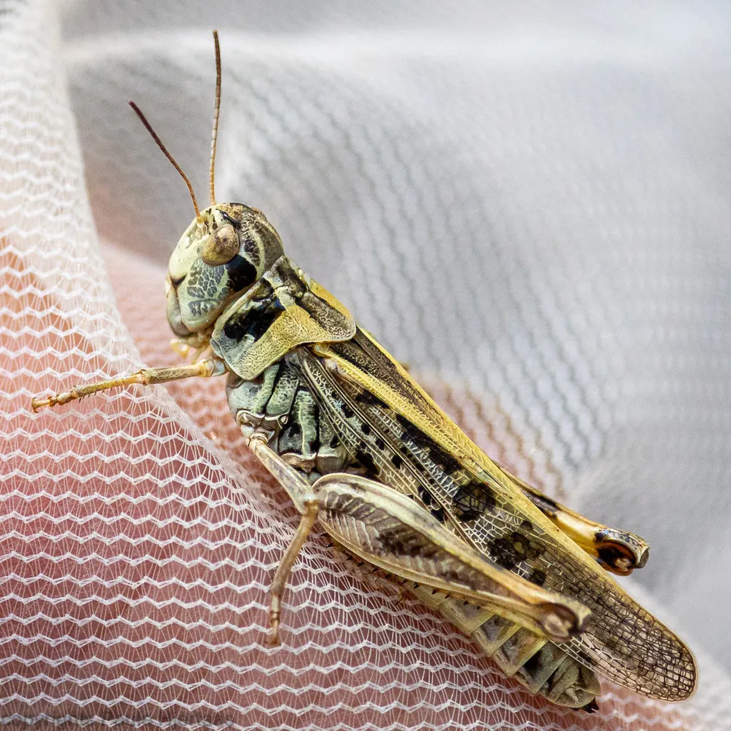 Clear-winged Grasshopper - photo 2