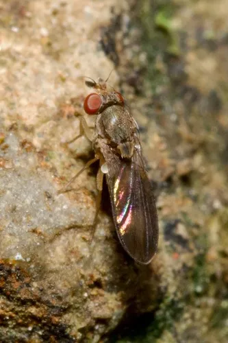 Campichoeta grandiloba