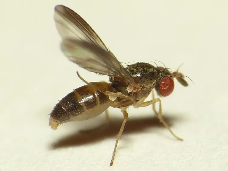 Campichoeta obscuripennis - photo 2