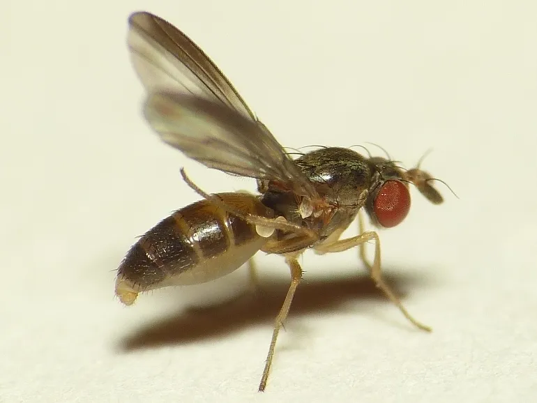 Campichoeta obscuripennis - photo 3