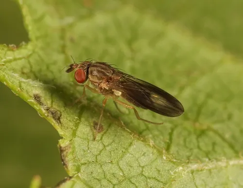 Campichoeta punctum