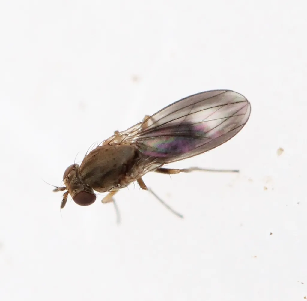 Campichoetidae - photo 2