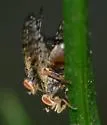 Campiglossa clathrata