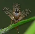 Campiglossa clathrata - photo 2