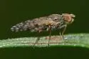 Campiglossa clathrata - photo 3