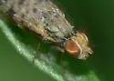Campiglossa clathrata - photo 4