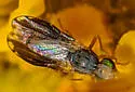 Campiglossa fuscata
