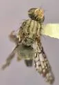 Campiglossa genalis - photo 3