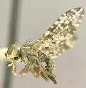 Campiglossa genalis - photo 4