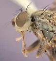 Campiglossa genalis - photo 5