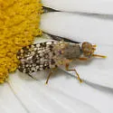 Campiglossa jamesi