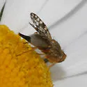 Campiglossa jamesi - photo 2