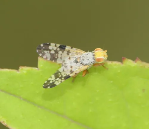 Campiglossa malaris