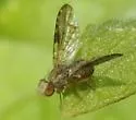 Campiglossa pallidipennis